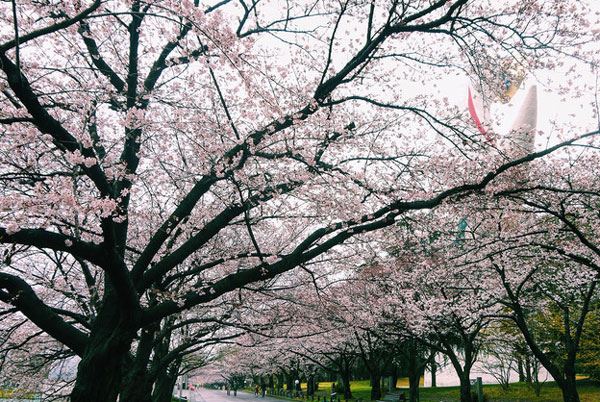 大阪哪里看樱花好