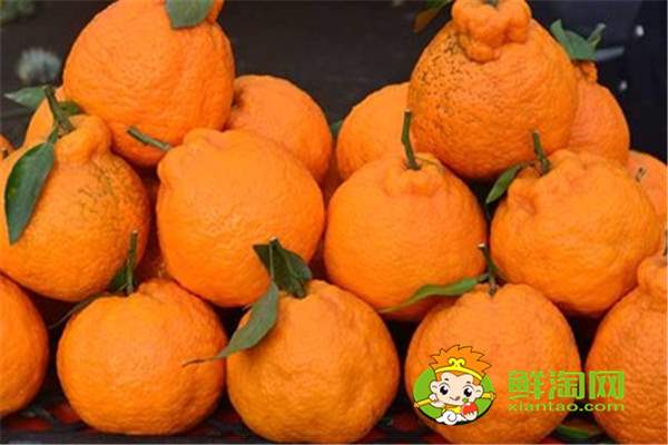 目前常见的柑橘品种有那些