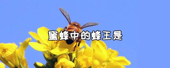 蜜蜂中的蜂王是