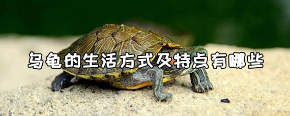 乌龟的生活方式及特点有哪些
