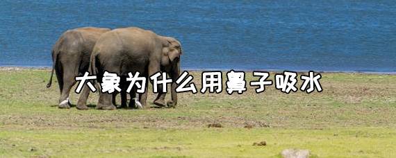 大象为什么用鼻子吸水
