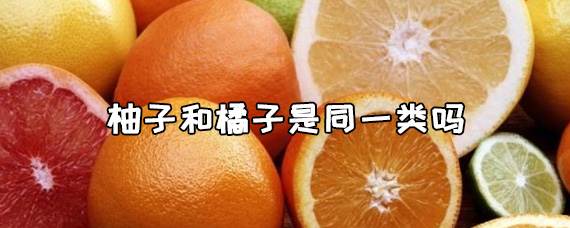 柚子和橘子是同一类吗