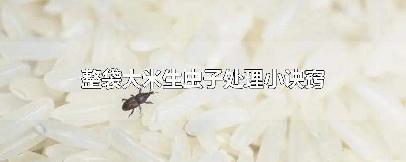 整袋大米生虫子处理小诀窍