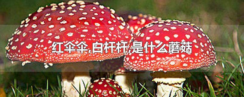 红伞伞,白杆杆,是什么蘑菇