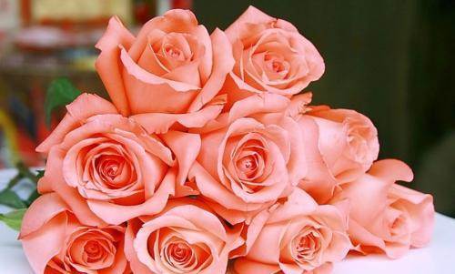 粉色玫瑰的花语是什么意思(十一朵粉色玫瑰的花语是什么意思)