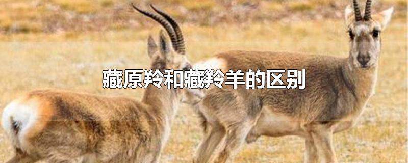 藏原羚和藏羚羊的区别
