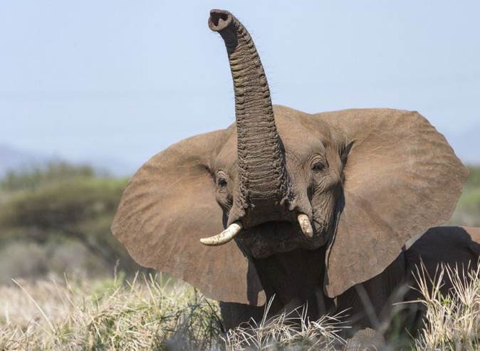 大象的耳朵有什么特殊作用？