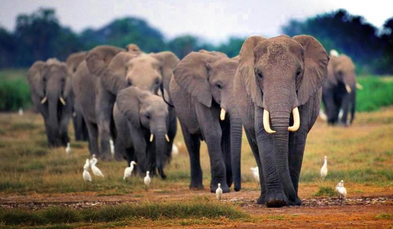大象的耳朵有什么特殊作用？