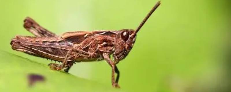 昆虫记蝗虫的特点和生活特征