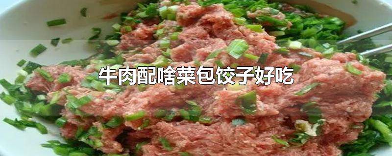 牛肉配啥菜包饺子好吃