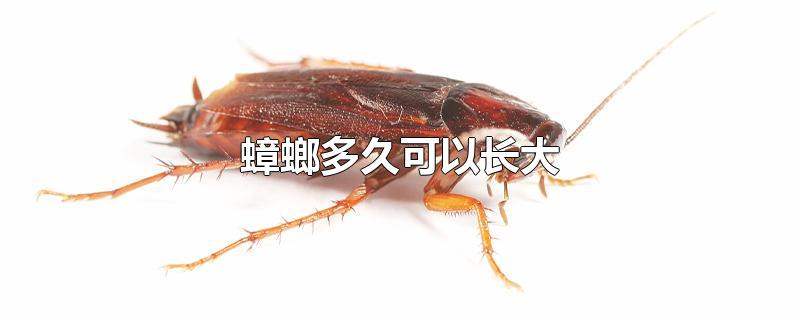 蟑螂多久可以长大