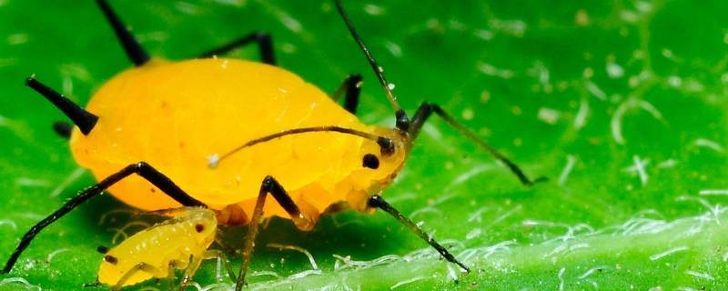 为什么有蚜虫（真的有蚜虫的存在吗）