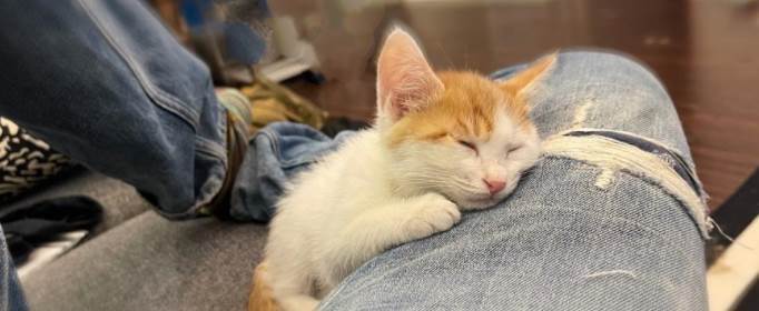 猫为什么爱挨着人睡觉？猫为什么喜欢挨着人睡
